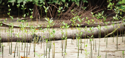 Planting trees with Eden Reforestation Project